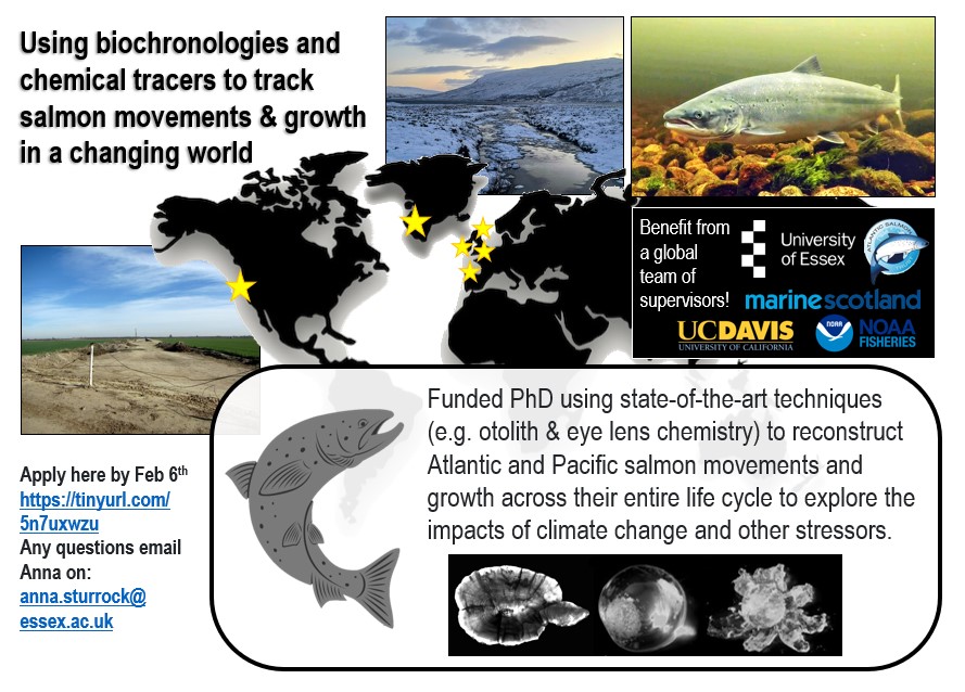 📢Funded #PhD reconstructing Atlantic and Pacific #salmon movements and growth across their entire life cycle to explore the impacts of #ClimateChange and other stressors 📢🐟 Please share widely! DM me any Qs. Apply here by Feb 6th! tinyurl.com/5n7uxwzu #otoliths #isotopes