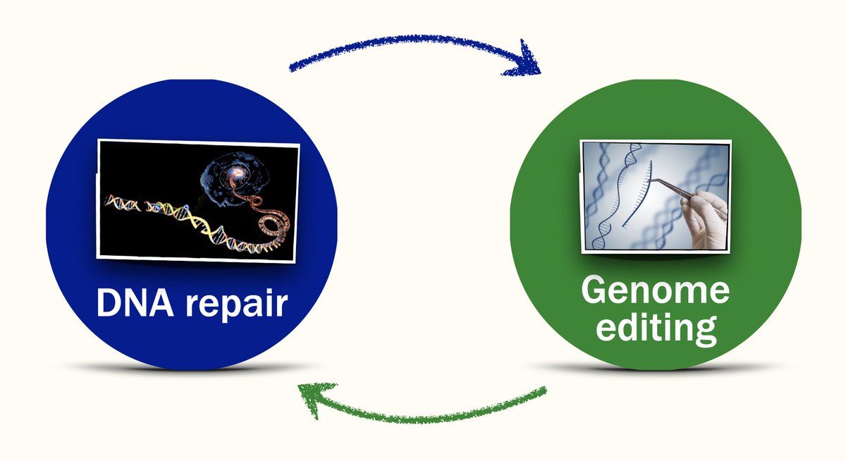 Alberto Ciccia (@cicciaalberto) on Twitter photo We have open postdoctoral positions to study the DNA damage response at nucleotide resolution with base editing screens or develop new precision genome editing applications. Come and join us! ciccialab.com
<a href="/ColumbiaGenDev/">Columbia Genetics and Development Department</a> <a href="/columbiacancer/">Herbert Irving Comprehensive Cancer Center</a> <a href="/CSCIColumbia/">Columbia Stem Cell Initiative (CSCI)</a> We have open postdoctoral positions to study the DNA damage response at nucleotide resolution with base editing screens or develop new precision genome editing applications. Come and join us! ciccialab.com
<a href="/ColumbiaGenDev/">Columbia Genetics and Development Department</a> <a href="/columbiacancer/">Herbert Irving Comprehensive Cancer Center</a> <a href="/CSCIColumbia/">Columbia Stem Cell Initiative (CSCI)</a>