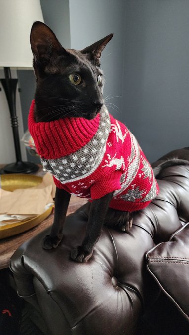 The holidays can suck but know what doesn't? Festive pet pics! My two goblins love sweaters and I have