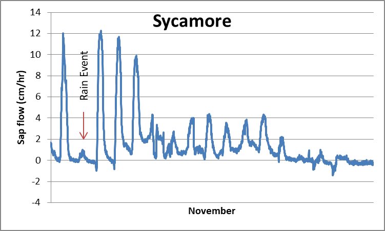 Here is sap flow data from the Sycamore last month. We can see when there was a significant rain event and when the tree began dropping its leaves (early/mid November). The Sycamore is now dormant for the winter ❄️ #data #dataScientist #phenology #winter