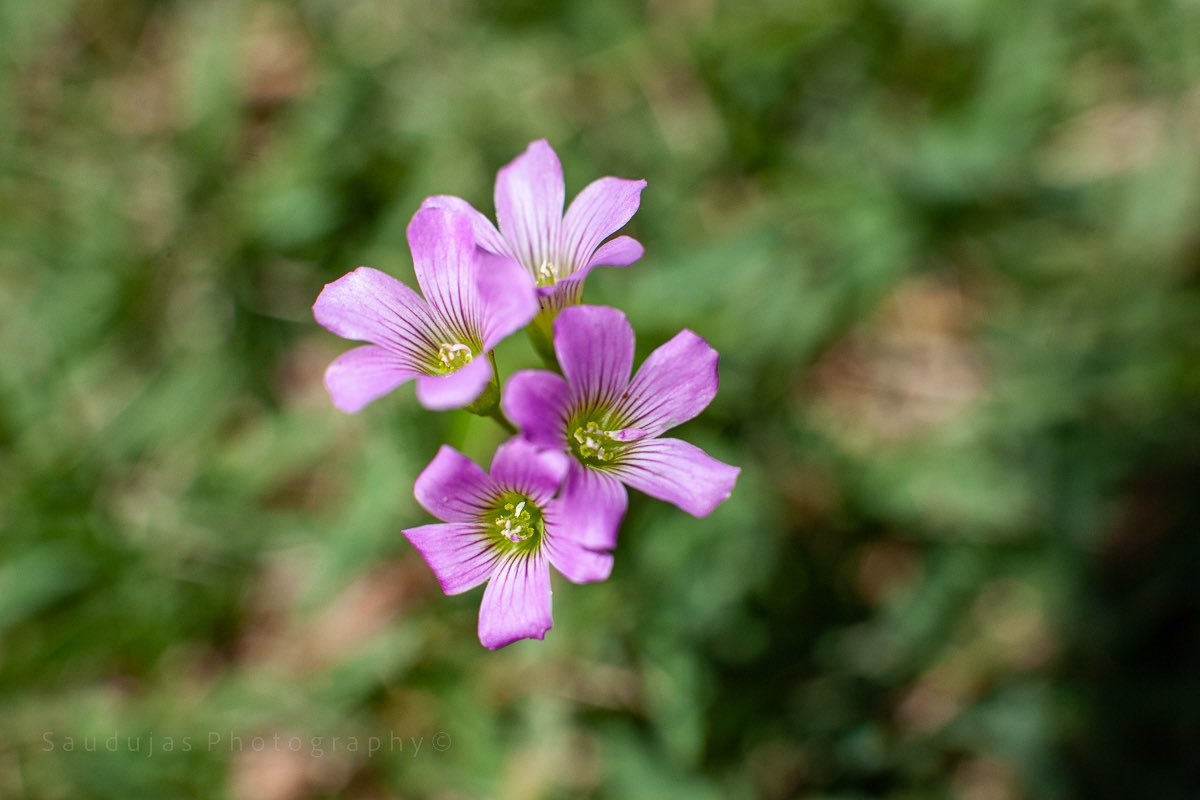 Sandra Audujas tweet media