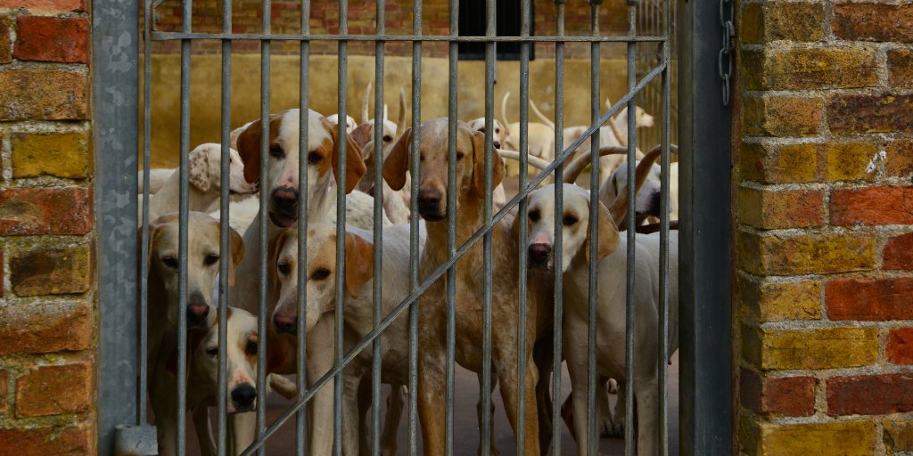 FAADAorg's tweet image. 🔴📢 ¿De verdad @sanchezcastejon están por encima los 4 votos de los cazadores que la vida de miles de animales?

⚠️ ¿Esto es lo que hace un partido “progresista” 
@psoe @gpscongreso @patxilopez @santicl? 
#⃣⚡️#NoLosExcluyasPSOE