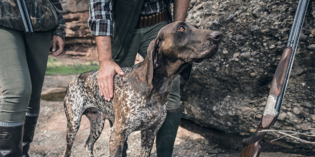 FAADAorg's tweet image. 🔴El @PSOE de @sanchezcastejon ha elegido el apoyo del lobby de los #cazadores por encima de la vida los animales‼️

⚠️¿Vamos a permitir que #España retroceda 30 años en la protección de los animales @gpscongreso @patxilopez @santicl? 

#⃣⚡️#NoLosExcluyasPSOE