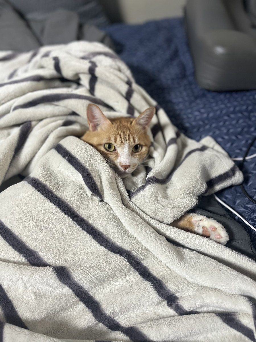 우리 쁨이 심장 초음파 받고 왔다. 길면 1년 정도 살 수 있을 거라고 했는데 벌써 5개월이나 지났고, 심장 상태는 너무 좋다고 했다. 초반에 7.4mm였던 심근벽이 이번에는 6.1mm라고 했다. 앞으로도 계속 건강해줘 쁨아.