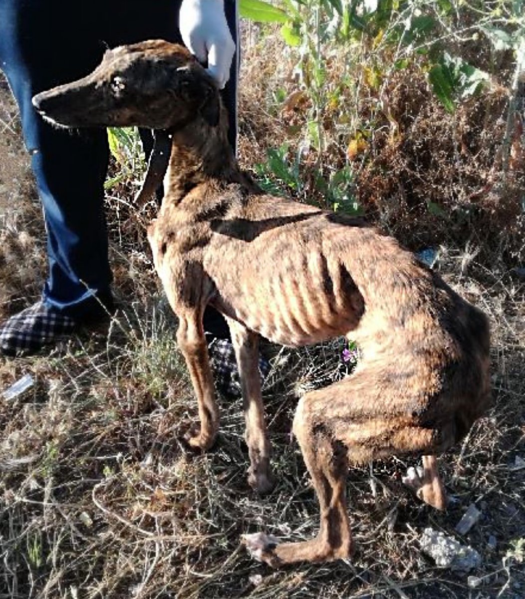 AsociacionBimba's tweet image. No miréis a otro lado

#NoLosExcluyasPsoe
@santicl
@sanchezcastejon
@patxilopez
@psoe
@gpscongreso
@JFrSerrano
@M_presidencia