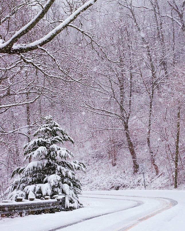 ForestFestival tweet media