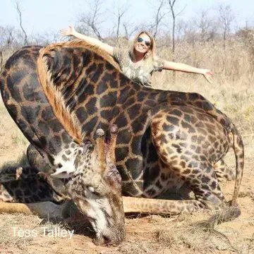 MikeHudema's tweet image. Why does the world still allow trophy hunting? We&apos;ve done so much harm already. RT if you think there should be a worldwide ban on this barbaric practice.

Nature is amazing. Protect it. 

#ActOnClimate #climate #TrophyHunting #nature #rewilding #GreenNewDeal #cop15