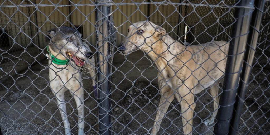 FAADAorg's tweet image. 🔴📢Un gobierno que no salva vidas no es un gobierno, ¡es un negocio!
@PSOE @sanchezcastejon @gpscongreso @patxilopez @santicl
 
#⃣⚡️#NoLosExcluyasPSOE