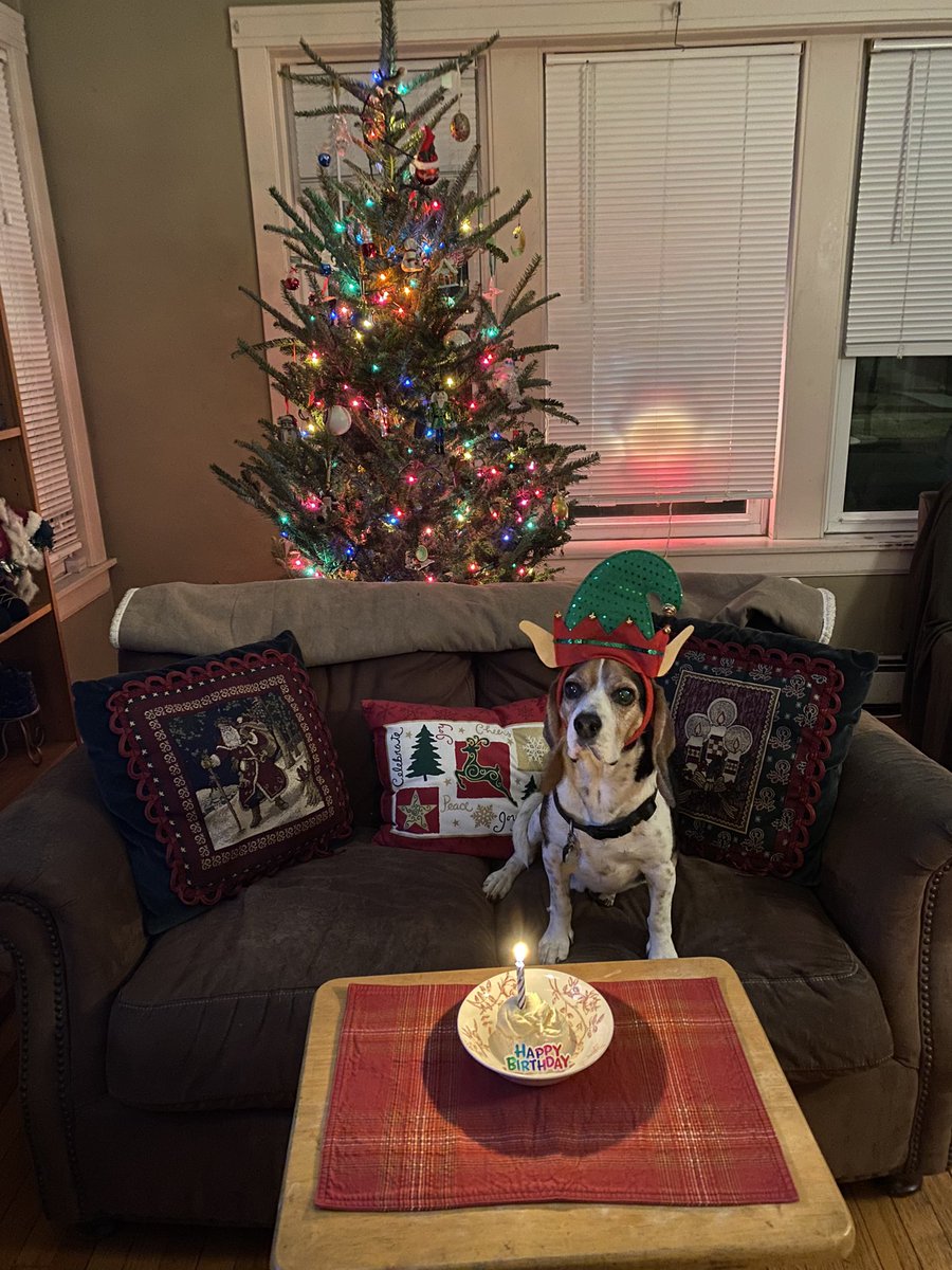 Hank turned 10!!!😍🐶 🐾 ❤️🎂🎉 Hank is listening to us sing “Happy Birthday” to him!🥹 Cutest Elf Ever!!! #beagle #beaglefacts @beaglefacts #mydogisthecutest #funnydog #prouddog #thatface #beagles #10yearsold  #Birthday #birthdaybeagle #dogparty #dogbirthday #spoileddog