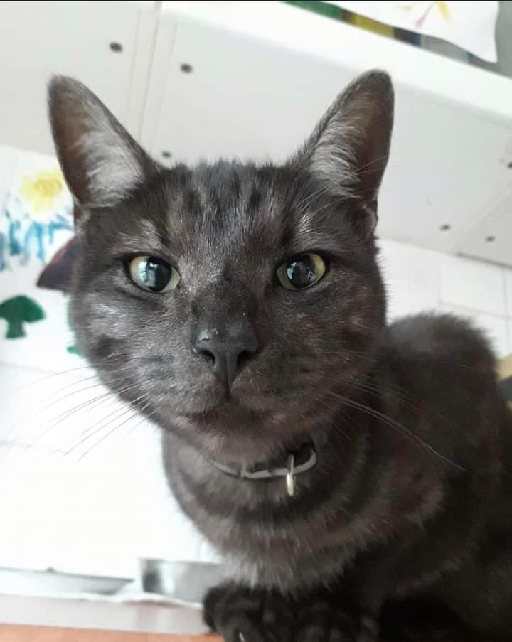 My lovely boy didn’t come home last night, which is very out of character. 
Can you please keep an eye out for him please? #missing from #Broadway #ConnahsQuay #Flintshire #Wales #CH5 area.  Thanks