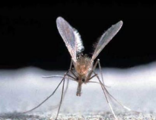 coplagas's tweet photo. Se requiere un mayor #control de los #vectores para evitar nuevas #zoonosis, esas #enfermedades que se transmiten de #animales a #personas. Corren el riesgo de aumentar por nuestros cambios de #hábitos y por la ausencia de #mantenimiento. Más info: https://t.co/YaaSDCZt19 https://t.co/qJ2mW70YfD