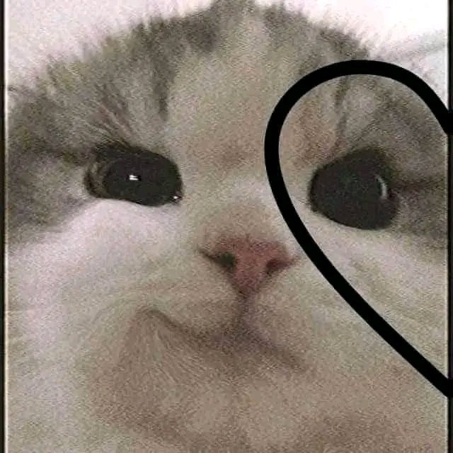 eternity_beone's tweet photo. [#jinyeo🐈]

Isn't This So Cuteeee???

#ETERNITY https://t.co/4tNovzhRxQ