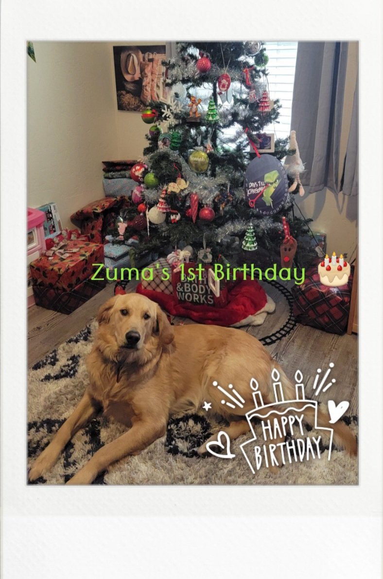 MrsConder2011's tweet photo. Happy 1st Birthday Zuma 🎂 #goldenretriever #puppy #furbaby https://t.co/eF6VwOctG6