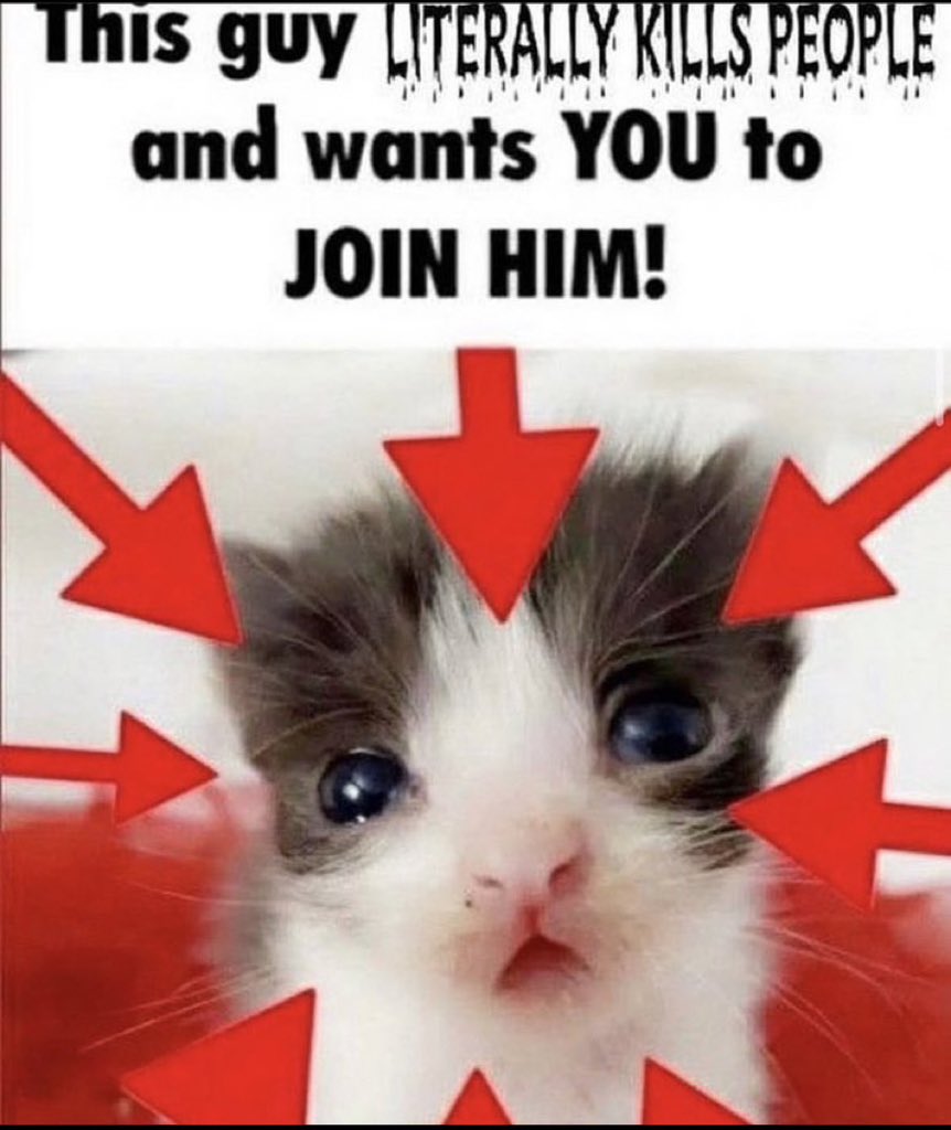 LiterallyMeCats tweet media
