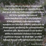 What are cannabinoids?
#sweetterpenes #consumer #education #cannabinoids #ecs #endocannabinoidsystem #homeostasis #phytocannabinoids #endocannabinoids 