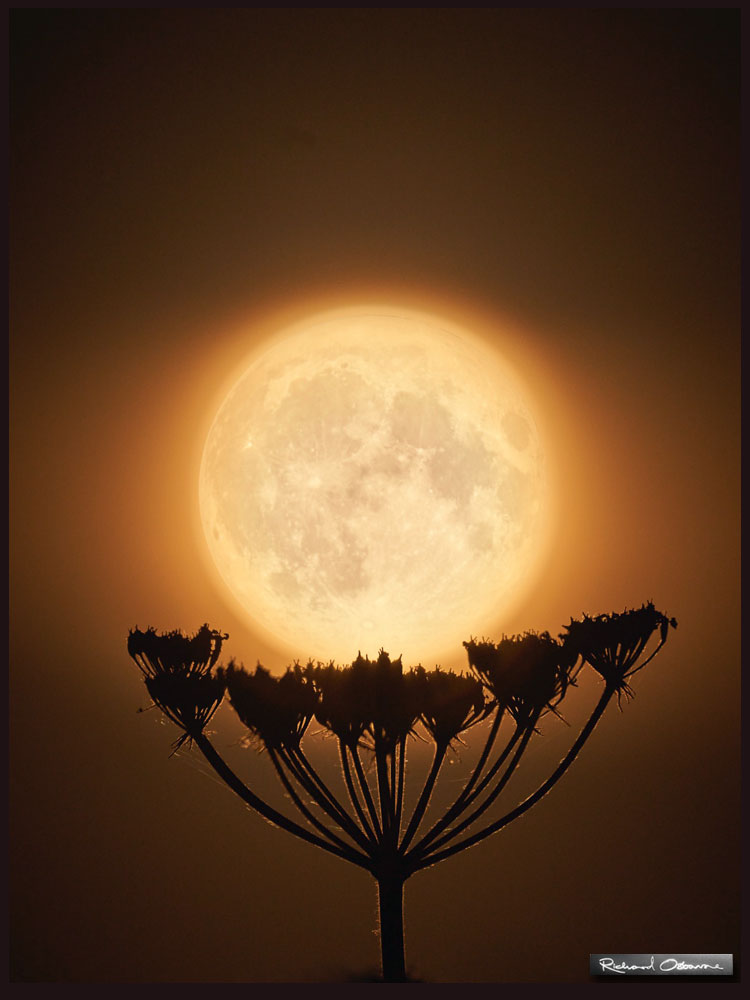 The Strawberry Full Moon, taken this June. A very unusual evening. Warm, still, with the moon huge and low on the horizon. Art Sale still on - not too late to pick up a unique gift for your loved ones: dropbox.com/s/57aaaj6rs2hi…