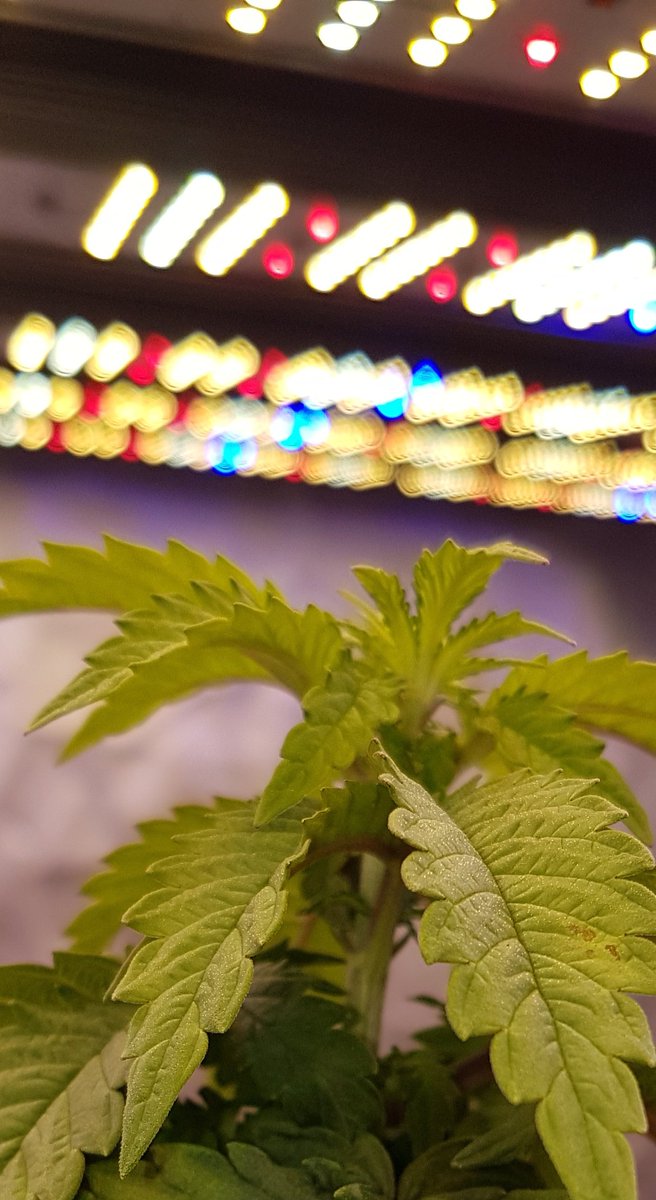 HempCropEs's tweet photo. Weed Noche Verde Mundo, con unas #MataróBlue, periodo #Vegetativo de @Kannabia_Samen, #Sustrato #BatMix #Natural @PlagronAruba by @AdrycManellson,
Marino de nuestra #Dire @INMAQ16, desde #AdrycsCove,
la #HempCropCrew Os deseamos Alegría, Paz, Olas y #SemisDeColección..🏄♀️🏄♂️🧚♀️😎 https://t.co/XEPwJRZXsM
