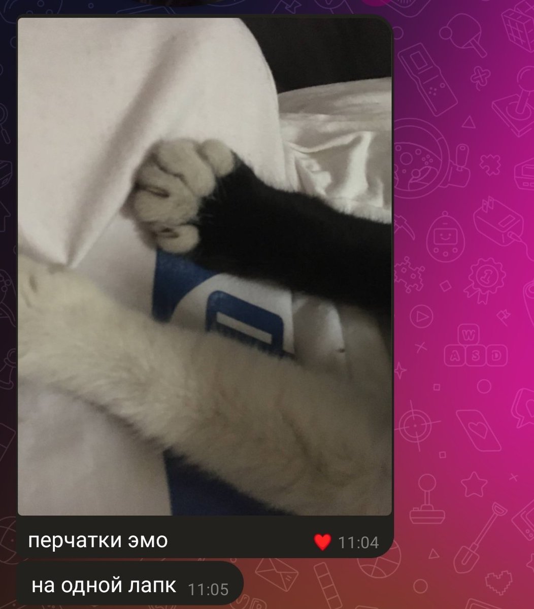 Ivan_Kaptoxa's tweet photo. Привет, Тбилиси!

Неделю назад мы подобрали кошку, за которой 3 месяца следили у магазина. Понимая, что мы не в состоянии завести питомца на постоянку, решили попробовать ее привести в порядок и устроить, тем более скоро зима.
В общем, эта малявка ищет постоянный дом, о ней далее https://t.co/TfQnSX72VX