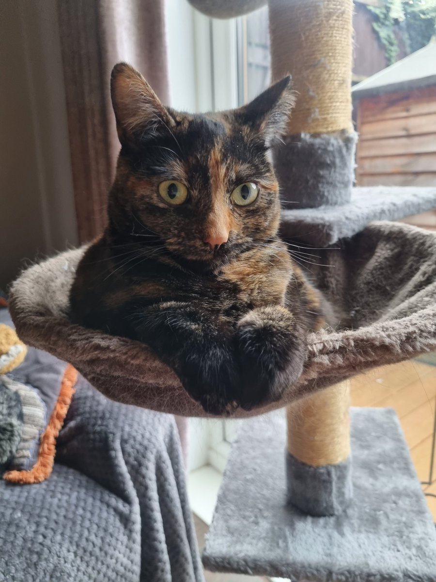 Almost at the £3000 mark! 😻

gofundme.com/f/noahs-ark-pe…

This charity does so much to help rehome cats! Any donation would mean the world to them! Evie would appreciate it too .... 

#CatsOnTwitter #cats #rescuecats