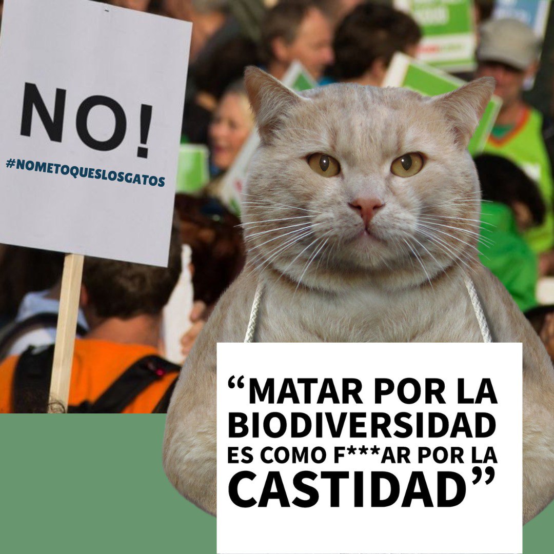 FdCATS's tweet photo. Nuestra versión de una frase mítica contra la guerra defiende la necesidad de poner razón y humor 😁 a favor de la vida. Dale una vuelta y si estás ✅ retuitea! #NoMeToquesLosGatos #VivaelCER #GestiónÉticaFelina https://t.co/NsS1gP3nFi