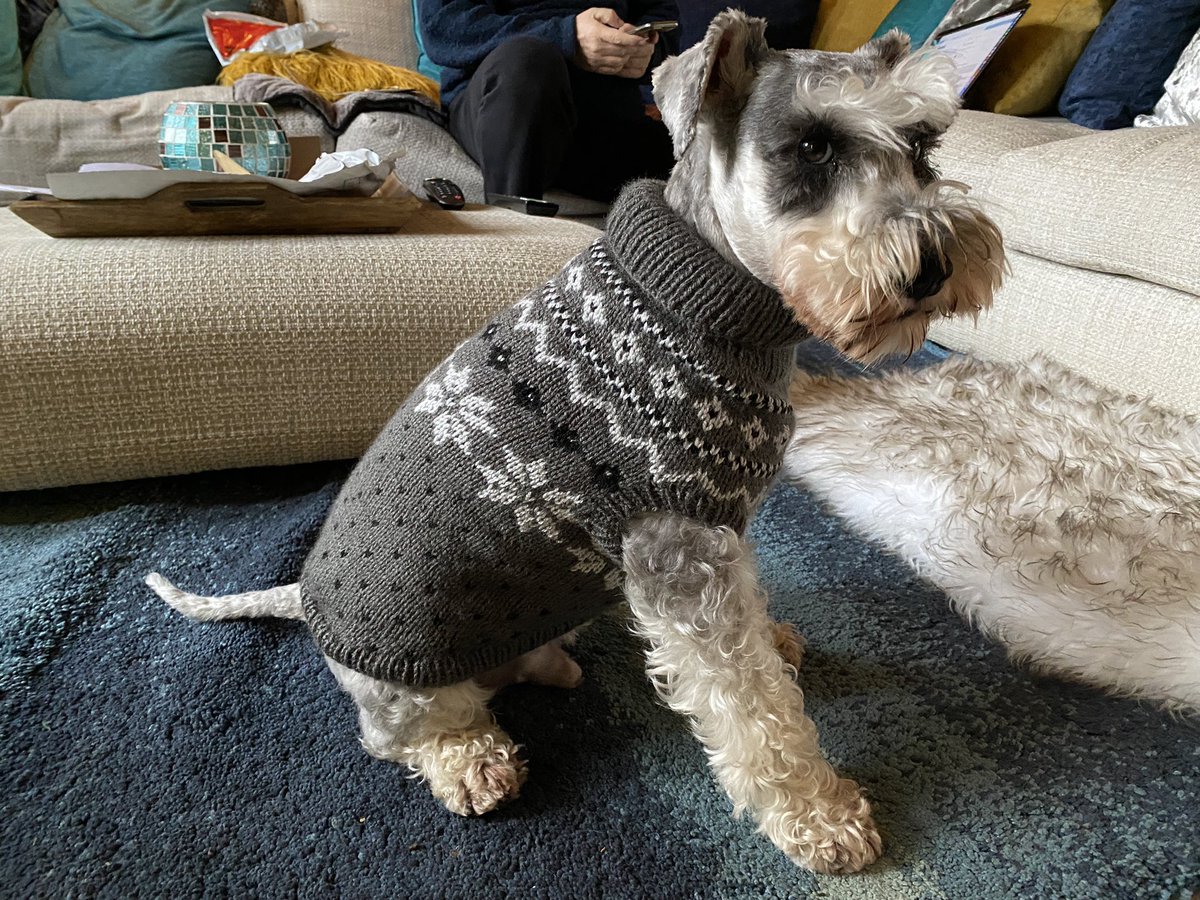 SchnauzerArthur's tweet image. My new jumper, from the #madaboutschnauzers fundraiser, all proceeds going to help schnauzers who are less fortunate than me.. I think this suits me! #lookingdapper