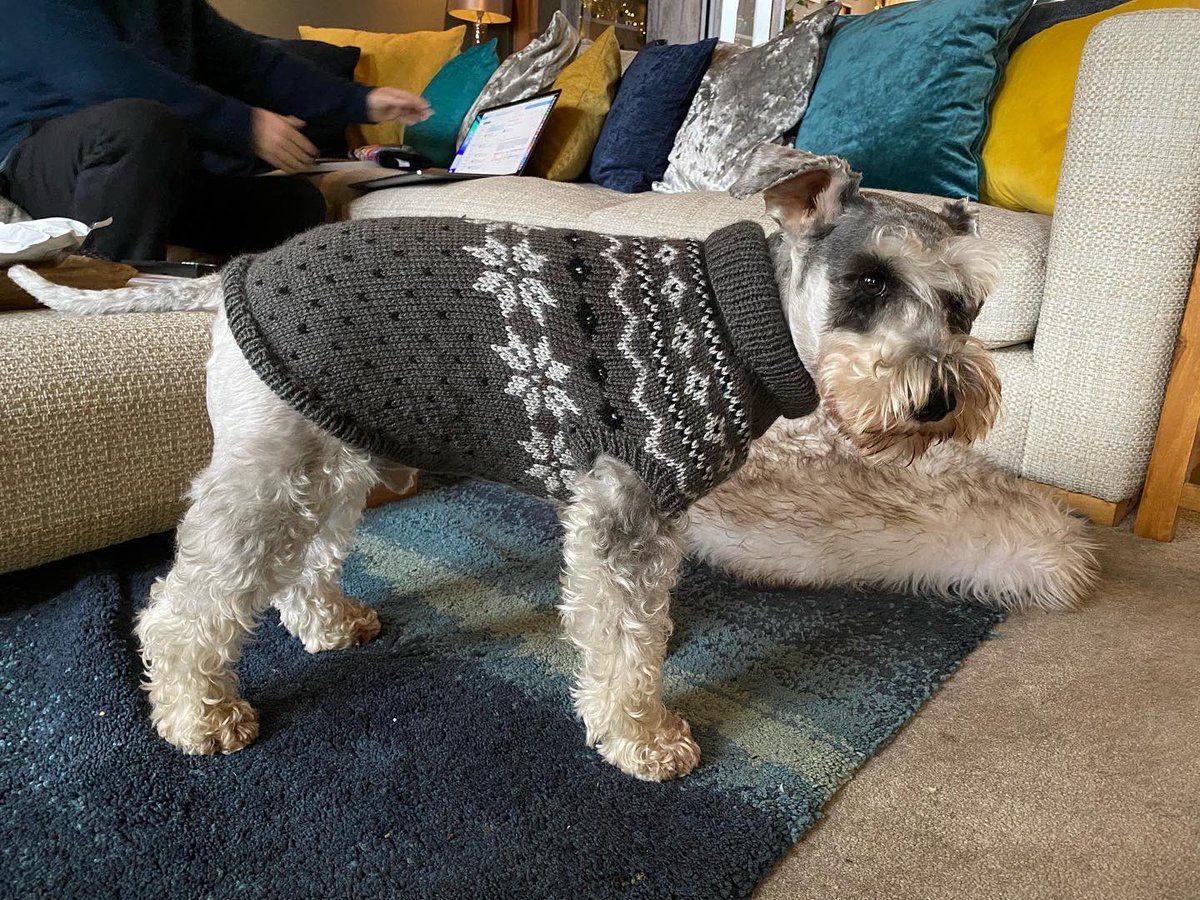 SchnauzerArthur's tweet image. My new jumper, from the #madaboutschnauzers fundraiser, all proceeds going to help schnauzers who are less fortunate than me.. I think this suits me! #lookingdapper