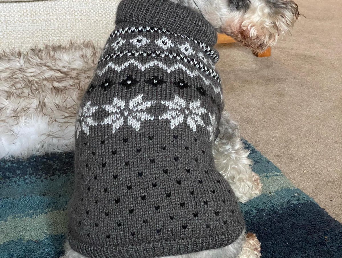 SchnauzerArthur's tweet image. My new jumper, from the #madaboutschnauzers fundraiser, all proceeds going to help schnauzers who are less fortunate than me.. I think this suits me! #lookingdapper