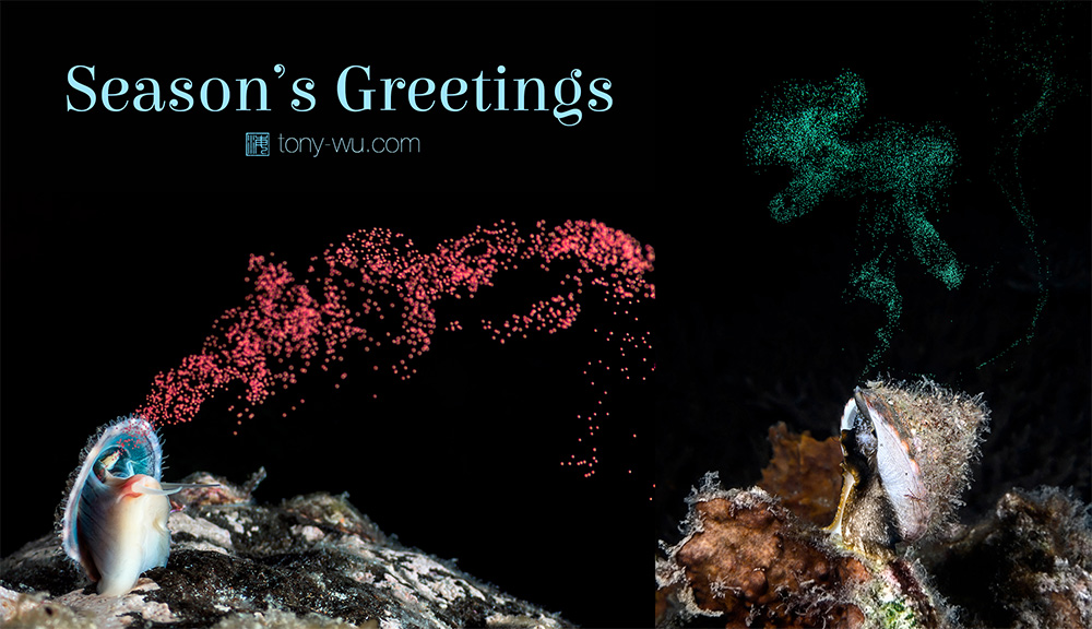 tonywu's tweet photo. Eggnog, courtesy Lottia emydia (left) and Tegula pfeifferi

Happy Holidays everyone! https://t.co/GTmiD7Lusu