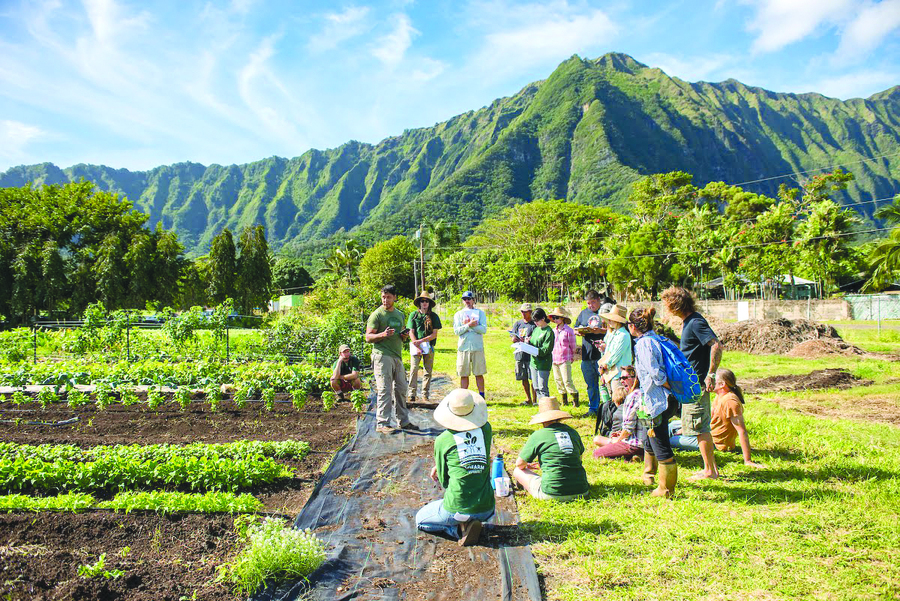MidWeekHawaii's tweet photo. . @GoFarmHawaii  has branched out to help budding farmers learn about all aspects of the industry, from the science of growing crops to the business end of sustaining a company. Read more in our 12/14 issue of #WindwardVoice

#midweekhawaii #hawaii #gofarmhawaii #waimanalo https://t.co/WoOWx0Yx8c