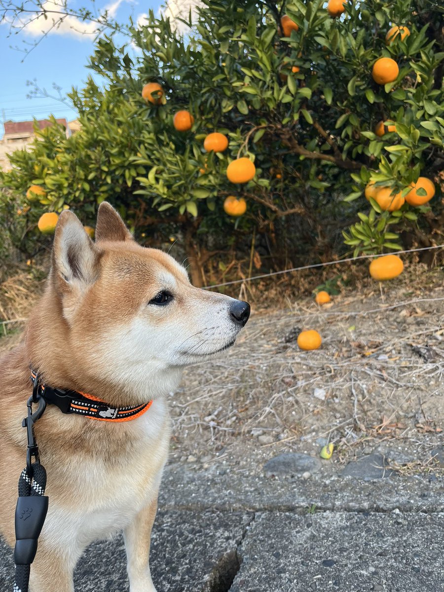 #柴犬 #犬 #愛犬 #dogs 

食べごろだね https://t.co/gK9ukx2cs1
