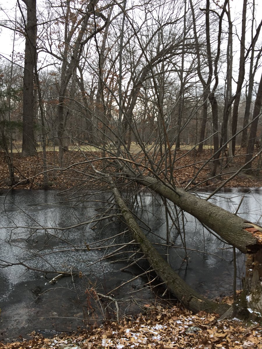 Trailwalker13's tweet photo. #DiscoDancingDecember 27 degrees F. but no wind so off we go.Iโm so grateful to be married to a man that loves walking in nature just as much as I do.๐ PS The librarian will order books for me. He was surprised they didnโt have a better selection on fungi.๐ https://t.co/12GkfR75wH