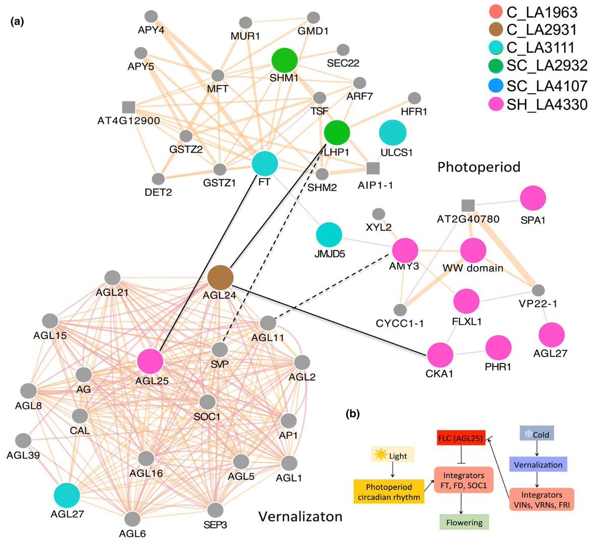 bio_omico's tweet image. Interestingly, our results support that colonization to new stressful habitats is mediated by the emergence of adaptive variation in numerous core elements of gene networks related, for example, to flowering time.