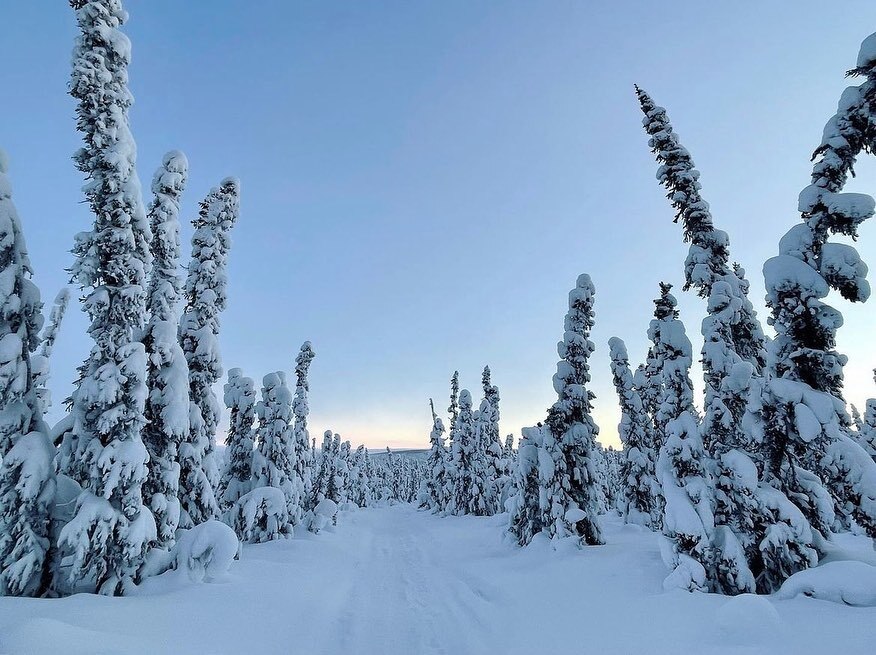 explorfairbanks's tweet photo. December light, negative temps (-13 to -27F), and a cabin trip captured so beautifully by Ida! 🌞🐕🚴🏚
.
.
.
📸 @travelstrails
.
.
.
#explorefairbanks #alaska #fairbanksalaska #fairbanks #arcticalaska #north #negativetemps #alaskalife #interioralask… https://t.co/9hkgcLB9DQ https://t.co/jRLH4uTmD3