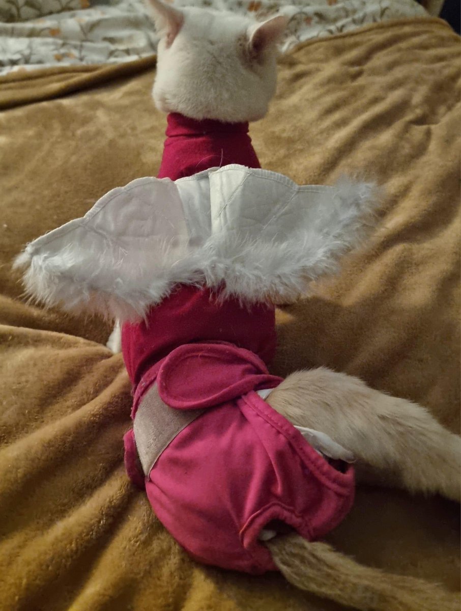 BCWRkittens's tweet photo. We have just had a  dress rehearsal  for our Cativity and Carols event on Christmas  Eve at Bradford Cat Watch Rescue and Sanctuary. 

This is the one and only time I will call my Mischief Maker Moped an Angel... https://t.co/jKDJP2WOsc