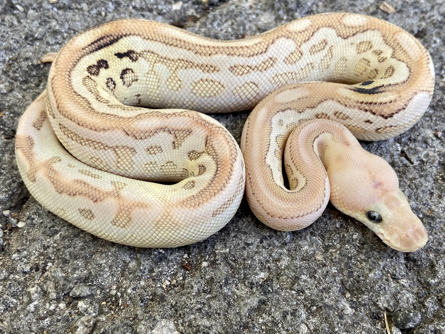 Lesser Cinnamon Ball Python