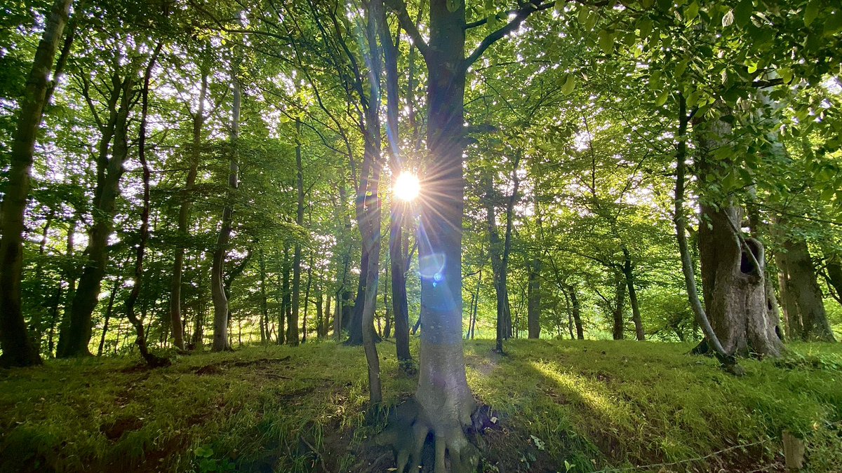 NBLiberty1's tweet photo. “Come to the woods, for here is rest. There is no repose like that of the green deep woods. Sleep in forgetfulness of all ill.”      
(John Muir) https://t.co/2kGT9EAjxT