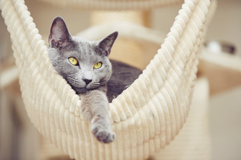 Ideas for Pampering Your Cat bit.ly/3UCZVC0