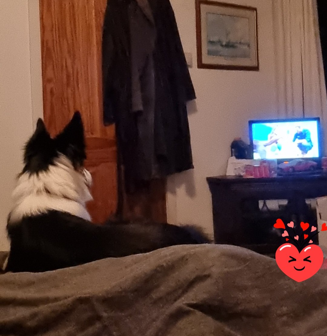 a05184114's tweet photo. Lola watching Paul O'Grady For The Love Of Dogs with me and Benji fast asleep under the duvet

#bordercollie #lola #herdingdog #bordercollielife #bordercollielove #pogdogs https://t.co/A7gWLal8qS