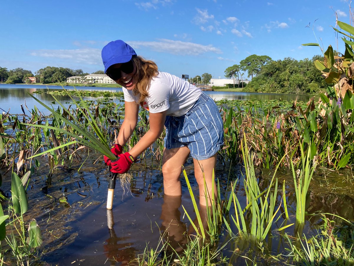 Atwell_LLC's tweet image. ‘Tis the season to give back! Across the country, our team members have been doing exactly that. Our Orlando team planted native water plants along the shoreline of a public lake to help with erosion and runoff nutrient absorption. #AtwellLife