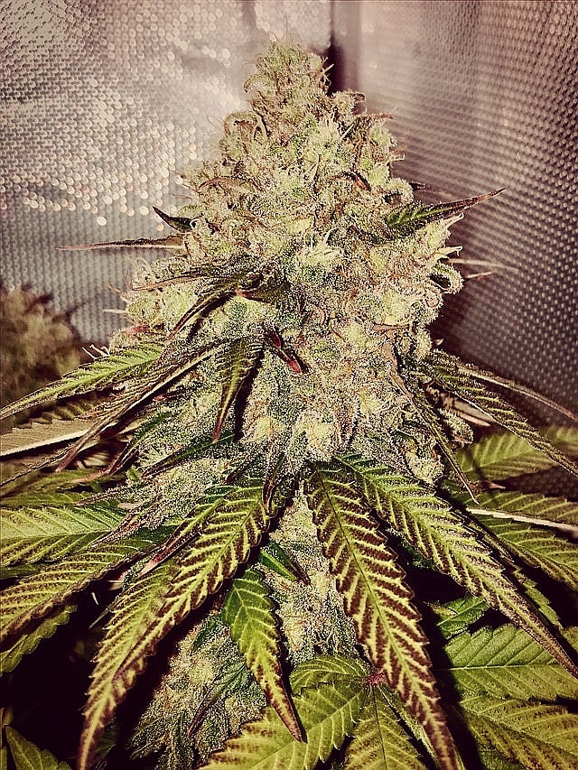 pyramidseeds's tweet photo. Black Cherry Punch de Pyramid Seeds se caracteriza sin duda alguna por sus efectos relajantes, puesto que relaja el cuerpo y calma los dolores mientras mantiene la mente despierta y enfocada en diversos matices.
https://t.co/07QX6IhyTP
#growshopdelpaso #hierbaseca https://t.co/v7FskVQnij