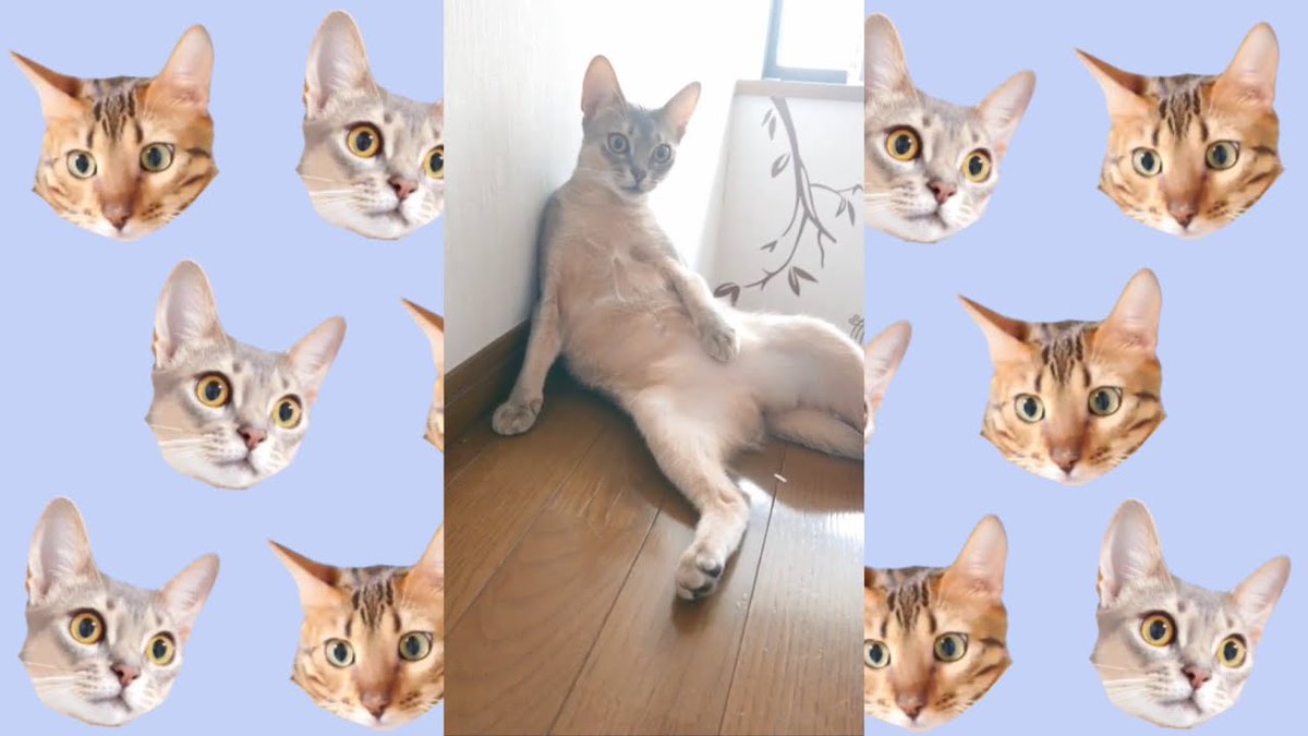 MeowMoeDotCom's tweet photo. 階段でスコ座りする猫(#ベンガル猫とアビシニアン)BEST FUNNY CAT ...
https://t.co/yni8A9jwyc
#ネコ #Abyssinian #Cat #Kitten #Kittey #Neko #アビシニアン #かわいい #グルーミング https://t.co/F214OI3mx1