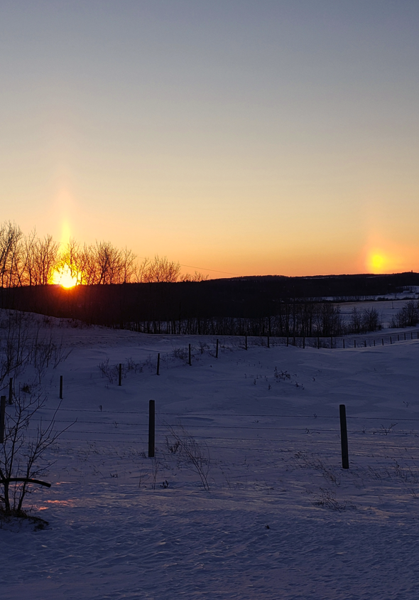 UrbaneForester's tweet photo. @admired_art Sunset with a dog https://t.co/a581HUQMZr
