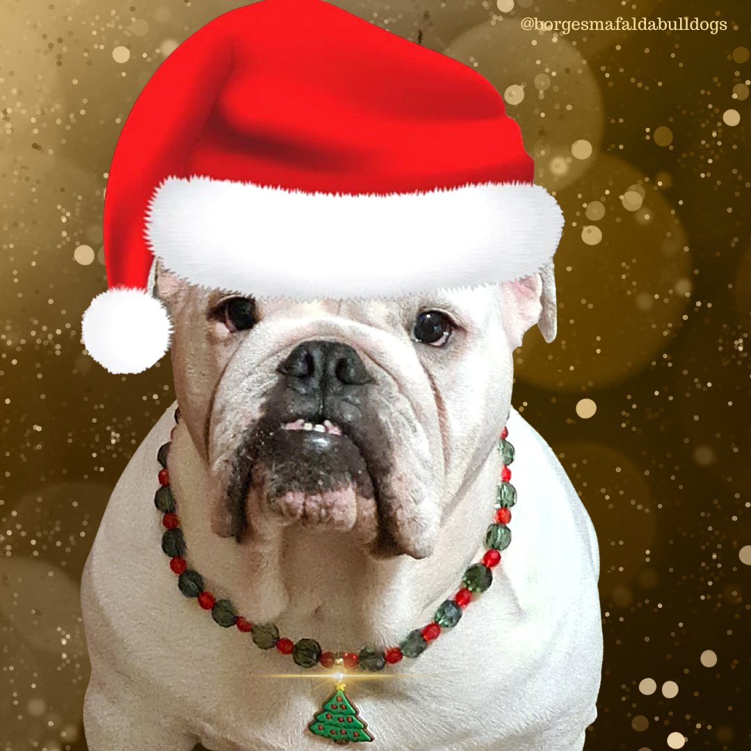 borges_mafalda_'s tweet photo. Eu, Mafalda, AUmei o presente que a @bijuspets mandou pra mim. Lindo esse colar, não é mesmo?? 🎄
BOAS FESTAS 🥰
#bulldog #meupetnocidadealerta #modapet #natalpet #natal #bijuspets #acessoriospet #colarpet https://t.co/ueObJ3ho6a