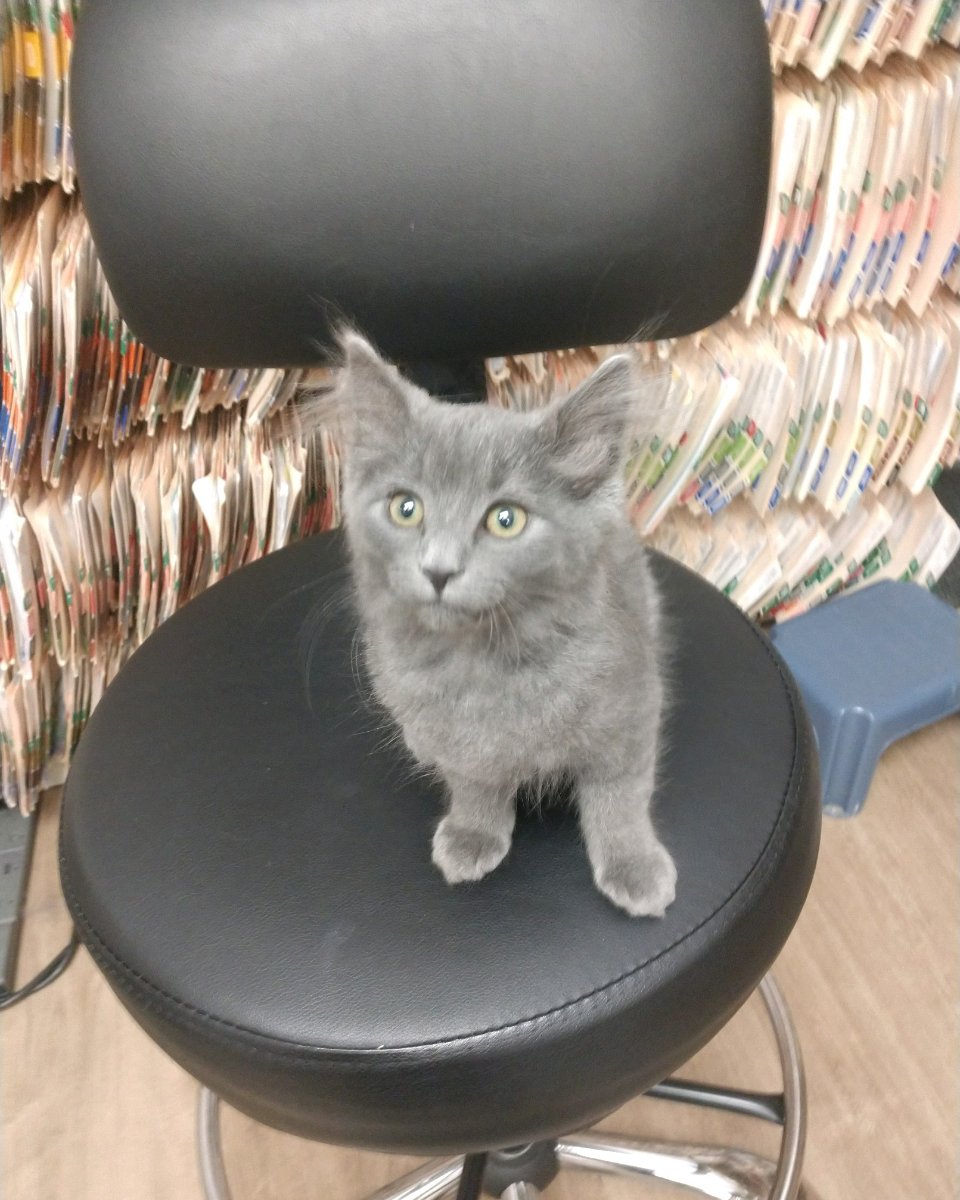 Phelps Veterinary Hospital tweet media