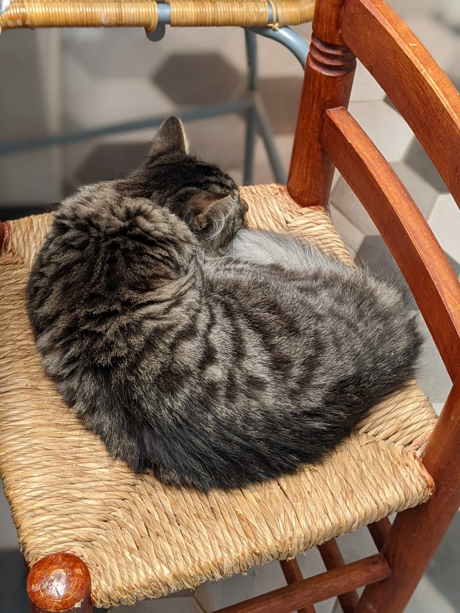 MattieRobert3's tweet photo. T-Rex is always keeping me company when I'm in the kitchen!
#mamaslittlehelper #CatsofTwittter https://t.co/lbA98CDlpC