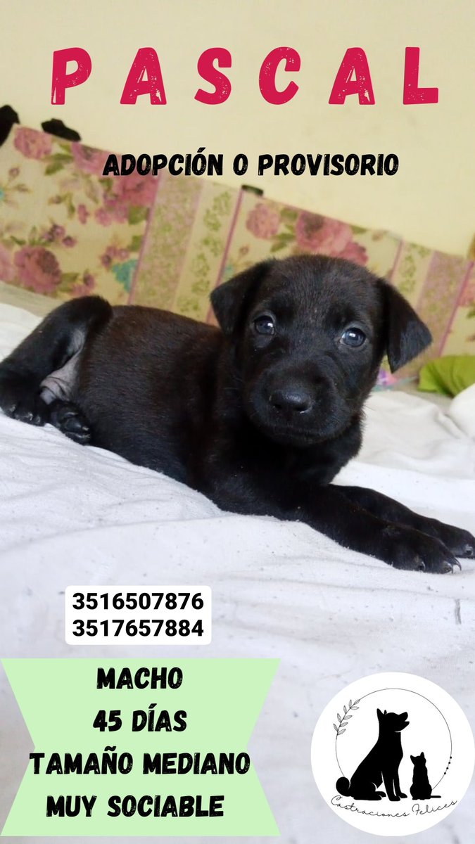 HOLA!! Estos hermosos hermanitos de 45 días buscan familias que los amén.

Nos ayudan a que pasen las navidades más felices de su vida?? 
3516507876
<a href="/VivireNuevaCba/">VivirenNuevaCórdoba®</a>