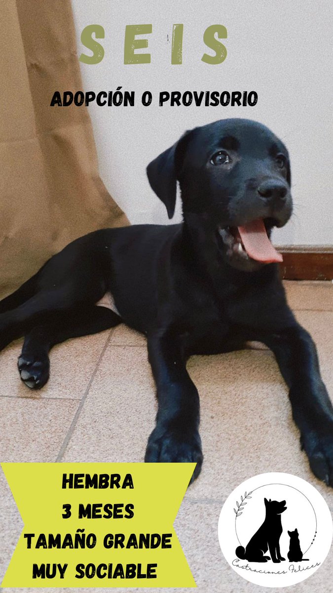 Estás hermosas reinas están en adopción responsable. 
Se portan muy bien, son cariñosas y extremadamente inteligentes!

❤️❤️te animas a adoptar a alguna de ellas? 
3516507876
<a href="/VivireNuevaCba/">VivirenNuevaCórdoba®</a>