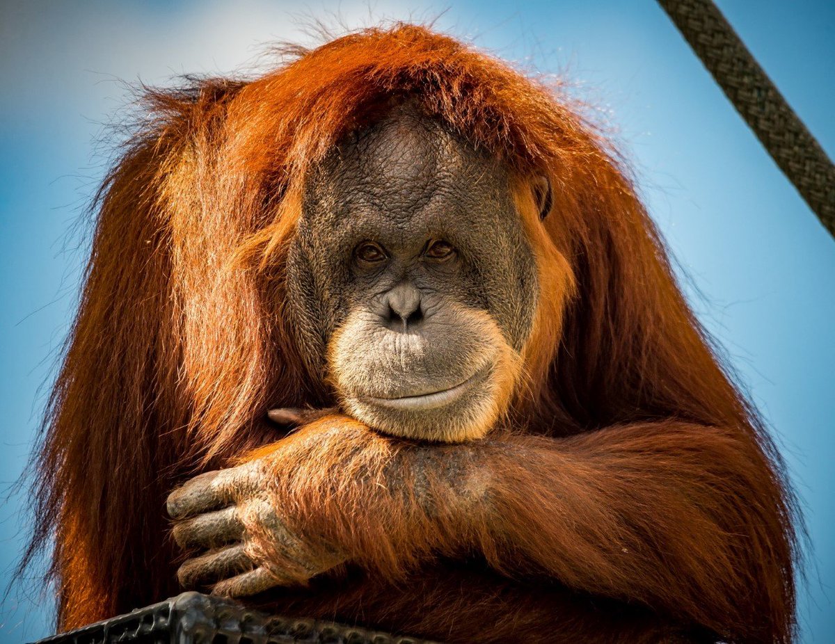 MayorCarter's tweet photo. Amanda brought immense joy to @ComoZoo staff and visitors for 46 years. Her intelligence and playful nature inspired many to get involved with orangutan research and conservation. She will be deeply missed. Join me in recognizing Amanda Day in remembrance of her life and legacy. https://t.co/r8UlPt0l7l
