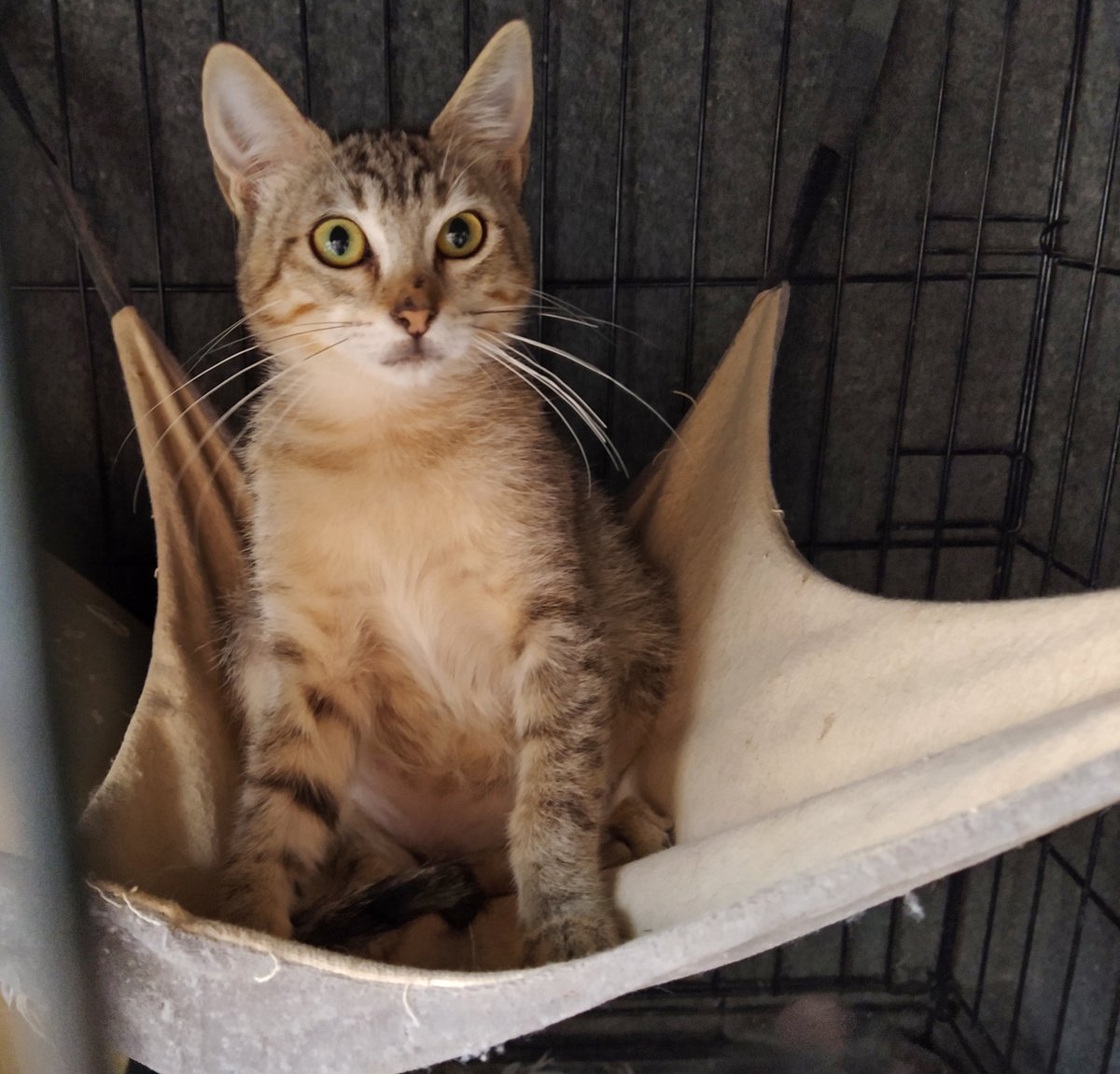 Ref_ElsAngels's tweet photo. CHANCE en adopción🥰📍Sueca, València
Recogida muy pequeñita. Se coló en una tienda y la salvaron. Llegó asustada y desconfiada, pero con mucho amor y paciencia, se ha hecho a nosotros. Cariñosa, curiosa y juguetona. Está esperando una oportunidad.🧡refugielsangels@hotmail.com 💌 https://t.co/bvjgb0jdMi