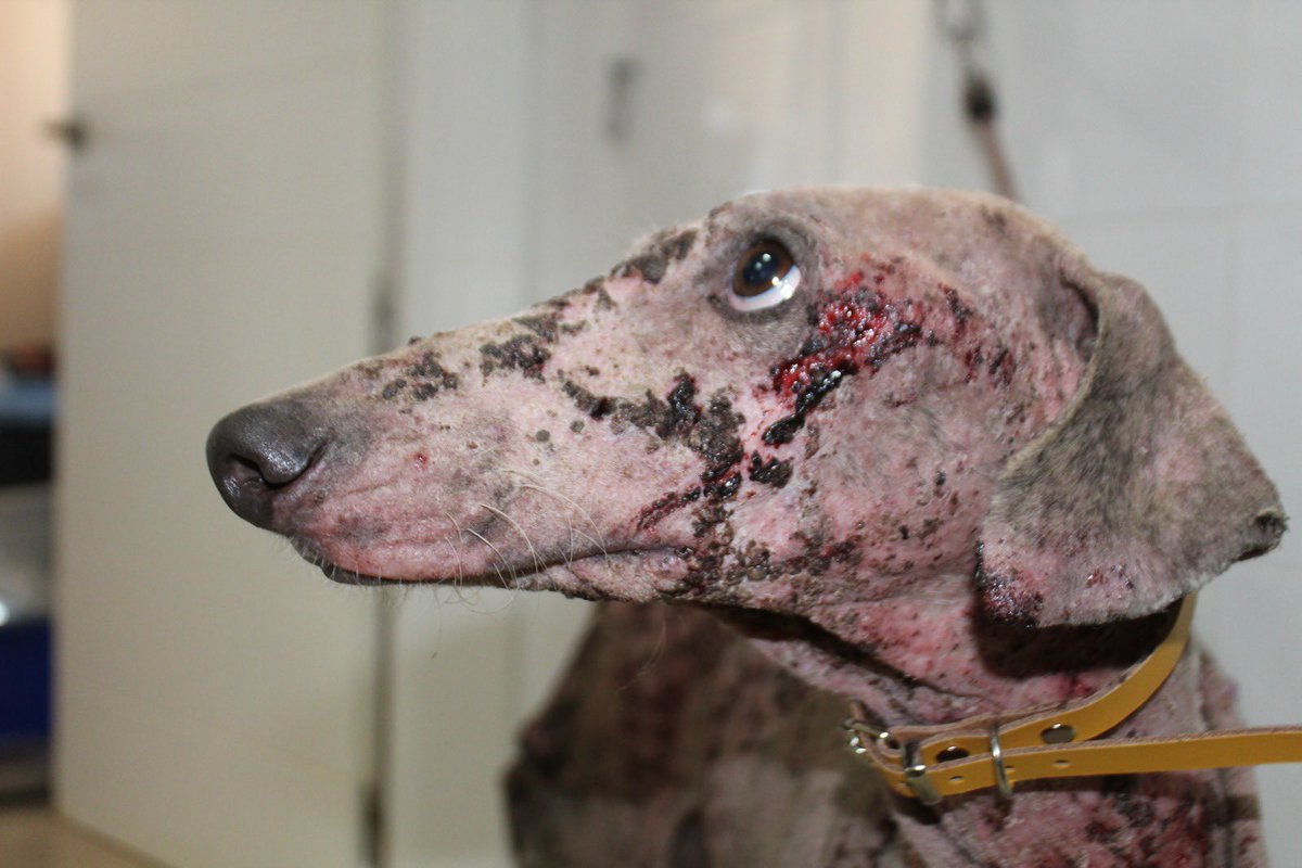 robocopmaximus's tweet photo. El @PSOE de @sanchezcastejon ha elegido el apoyo del lobby de los cazadores por encima de la vida los animales, por eso modifica la ley a su favor. 

#NoALaCaza 
#NoLosExcluyasPSOE
#ElNuncaLoHariaPSOE https://t.co/DMV4uKzSVo